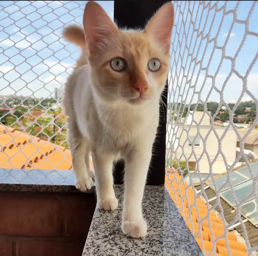 Gatinho livre e seguro