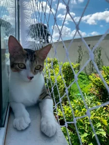 redes-de-protecao-para-gatos-redes-de-protecao-curitiba-telas-de-protecao-curitiba-ancoraredes-25-323393693